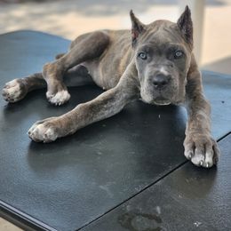 Cane Corso Puppies from Jolaw Kennel