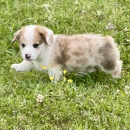 Maverick - White and red male Pembroke Welsh Corgi puppy in Fall Branch, Tennessee from Robyn Jones' Pembroke Welsh Corgis & American Corgis