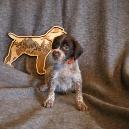 Orange - Brown and gray female Wirehaired Pointing Griffon puppy in Afton, Wisconsin from Daehler's Wirehaired Pointing Griffons