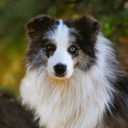Kirin - Border Collie
