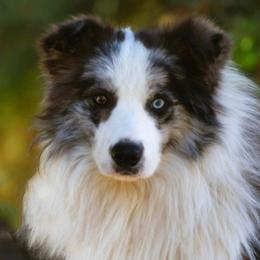 Kirin - Border Collie