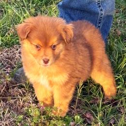 Sonya - Red tri female Toy Australian Shepherd puppy in Smithville, Arkansas from Cooper Creek Aussies