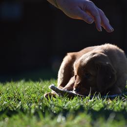 Golden Retriever Puppies from Earley Goldens
