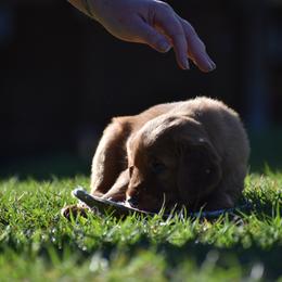 Golden Retriever Puppies from Earley Goldens