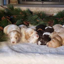 Australian Cobberdog Puppies from Heartland Hills Australian Cobberdogs