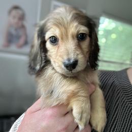 Tally - Cream female Dachshund puppy in Mascot, Tennessee from Magnolia Pearl Dachshunds