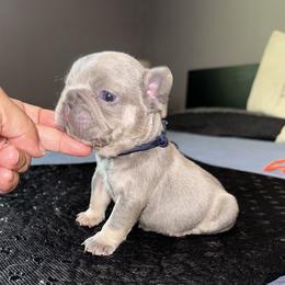 Bluey - Blue male French Bulldog puppy in Bolingbrook, Illinois from Flores Frenchies