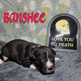 Banshee - Black and white female Rat Terrier puppy in Lynn, Alabama from Cryptic Rat Terriers