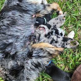 Miniature American Shepherd and Miniature Australian Shepherd Puppies from Patience Creek Mini Aussie