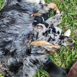 Miniature American Shepherd and Miniature Australian Shepherd Puppies from Patience Creek Mini Aussie