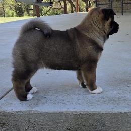 Akita Puppies from Folklore Akitas