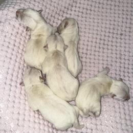Female 4 - White female West Highland White Terrier puppy in Boaz, Alabama from Creekside Westies