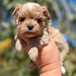 Lux - Cream male Maltipoo puppy in Newport Beach, California from Exotic City Pomeranians and chihuahuas
