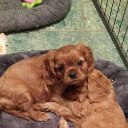 Cavalier King Charles Spaniel Puppies from Malikim Cavaliers