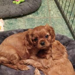 Cavalier King Charles Spaniel Puppies from Malikim Cavaliers