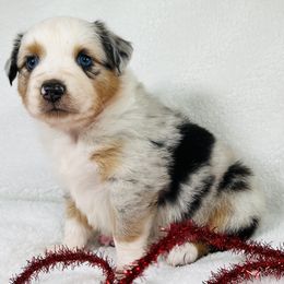 Joy - Blue merle female Miniature Australian Shepherd puppy in Sulphur, Oklahoma from Barnyard Aussies
