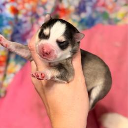 Boy 5 - Gray and white male Pomsky puppy in Centerville, Iowa from LJ Kennels Pomskies, LLC