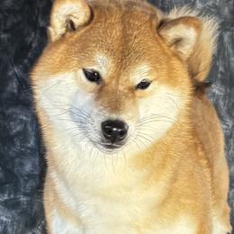 Bella - Shiba Inu