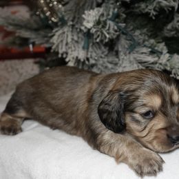 Charlie - Cream male Dachshund puppy in Texarkana, Texas from Millys Pups