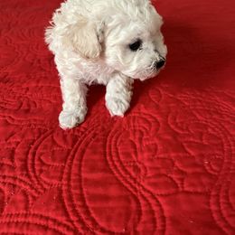 Casper - Cream male Poodle puppy in Lexington, Tennessee from Jm’s Precious Poodles