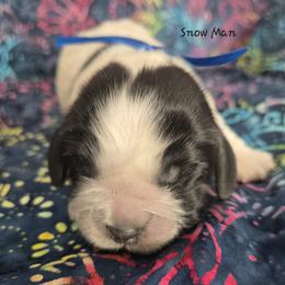 Snowman - Black and white male English Springer Spaniel puppy in Brodhead, Wisconsin from Pinwheel Acres