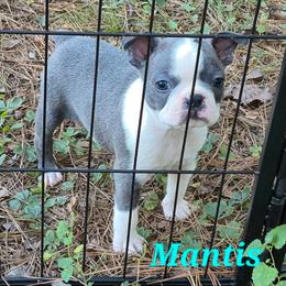 Mantis - Blue male Boston Terrier puppy in Griffin, Georgia from Celtic Performance Bostons