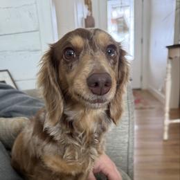 Sophie - Dapple female Dachshund puppy in Fort Gibson, Oklahoma from Cooper’s Dachshunds