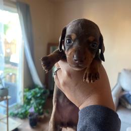 Cherry - Chocolate and tan female Dachshund puppy in Yuba City, California from The Navarro Furbabies
