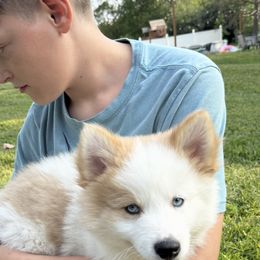 Pomsky and Siberian Husky Puppies from Osiris’s Siberians & Pomskies