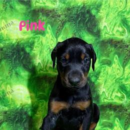 Pink - Black and rust female Doberman Pinscher puppy in Louisville, Kentucky from Ruiz Dobermans