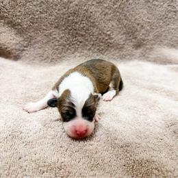 Reese (Fluffy) - Red male Pembroke Welsh Corgi puppy in Phelan, California from Desert Sunset Pembroke Welsh Corgis