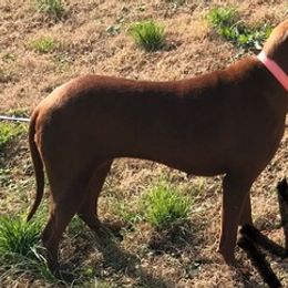 Redbone Coonhounds from Heather Todd