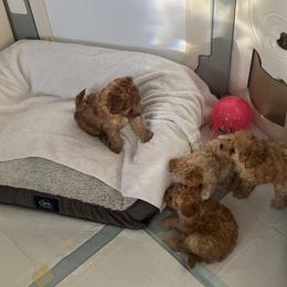 Poodle Puppies from ItalianToyPoodles