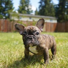 Bibingka - Brindle and white female French Bulldog puppy in Washington from Pawcific Coast Bullies