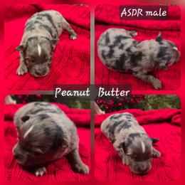 Peanut Butter - Blue merle male Miniature Australian Shepherd puppy in Paris, Texas from Blue Envy Mini Aussies