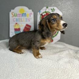 Foxy - Dapple female Dachshund puppy in Tahlequah, Oklahoma from Quick Little Dachshunds