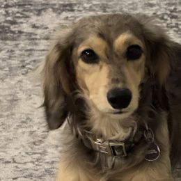Lamington - Dachshund