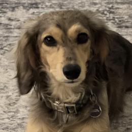 Lamington - Dachshund