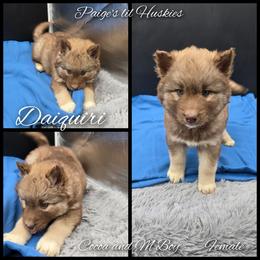 Daiquiri - Red and white female Siberian Husky puppy in Bloomfield, Indiana from Paiges lil huskies