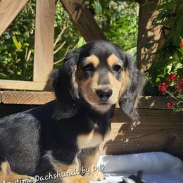 Jax (1675) - Black and cream male Dachshund puppy in Ovett, Mississippi from Anytime Dachshunds by D.B.