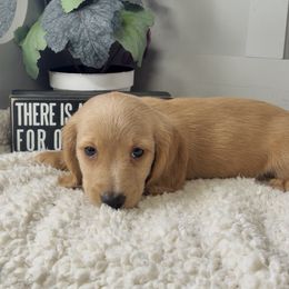 Slinky - Cream male Dachshund puppy in Homestead, Florida from Florida Mini Dachshunds