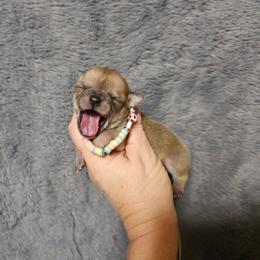 Lovebug - Fawn male Chihuahua puppy in Ligonier, Indiana from Country Charm Chihuahuas
