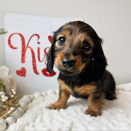 Zarra 3200 - Red female Dachshund puppy in Sylvania, Alabama from Yancey’s Doxies