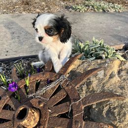 Cavalier King Charles Spaniel Puppies from Blueberry Hill Cavaliers