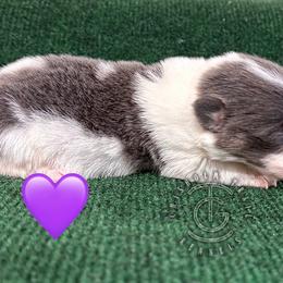 Zia - Blue female Pembroke Welsh Corgi puppy in Hico, Texas from Chisholm Trail Kennels