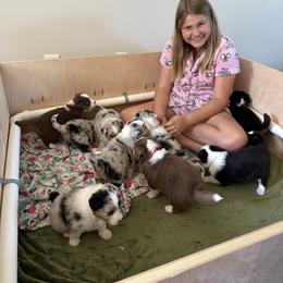 Australian Shepherd Puppies from Crab Point Australian Shepherds