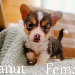 Peanut - Black and tan female Pembroke Welsh Corgi puppy in Bend, Oregon from Highland Meadow Corgis