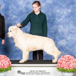 Beor - Golden Retriever