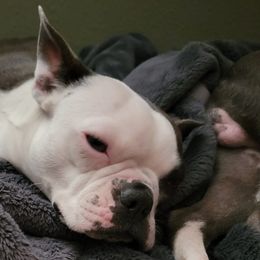 Boston Terriers from Desert Boston Terriers