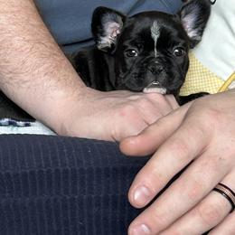 French Bulldog Puppies from Fishie's Frenchies